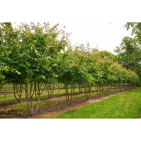 Papegojbuske - Parrotia persica 400-450 MS